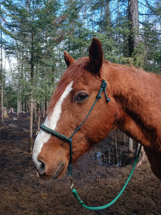 SRB Grooming Halter